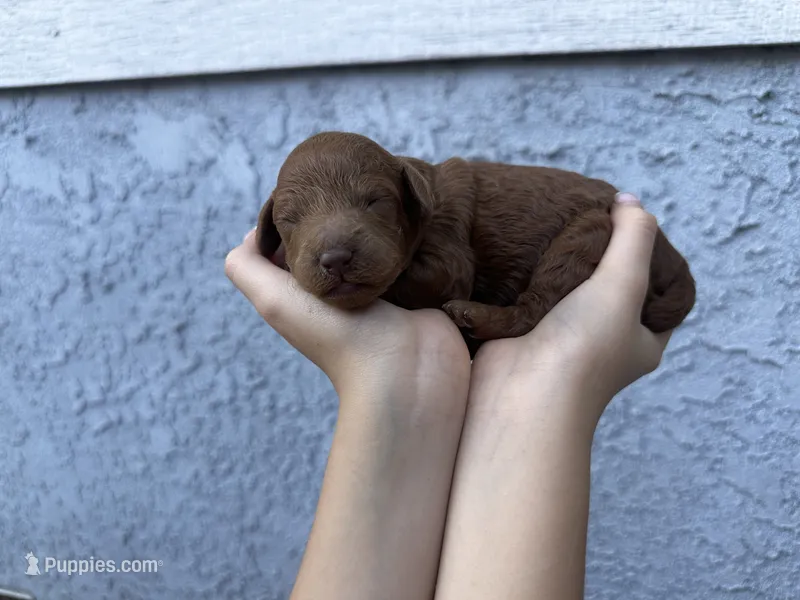 Chuzz – Poodle - Miniature  puppy for sale in Anaheim, CA