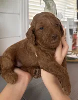 Kiwi, a female Poodle - Toy  and Poodle - Miniature  for sale in Anaheim, CA – 3 of 4