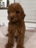 Melo, a male Poodle - Toy  and Poodle - Miniature  for sale in Anaheim, CA – 3 of 8