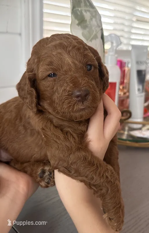 Kiwi – Poodle - Toy , Poodle - Miniature  puppy for sale in Anaheim, CA