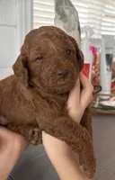 Kiwi, a female Poodle - Toy  and Poodle - Miniature  for sale in Anaheim, CA – 1 of 4