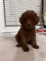 Crystal, a female Poodle - Toy  and Poodle - Miniature  for sale in Anaheim, CA – 7 of 8