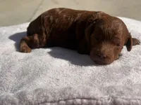 Crystal, a female Poodle - Toy  and Poodle - Miniature  for sale in Anaheim, CA – 3 of 5