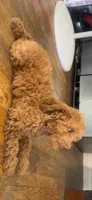 Melo, a male Poodle - Toy  and Poodle - Miniature  for sale in Anaheim, CA – 3 of 5