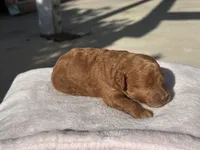 Melo, a male Poodle - Toy  and Poodle - Miniature  for sale in Anaheim, CA – 6 of 6