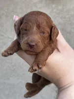 Chuzz, a female Poodle - Toy  and Poodle - Miniature  for sale in Anaheim, CA – 4 of 6