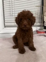 Crystal, a female Poodle - Toy  and Poodle - Miniature  for sale in Anaheim, CA – 8 of 8