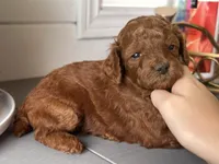 Crystal, a female Poodle - Toy  and Poodle - Miniature  for sale in Anaheim, CA – 6 of 6