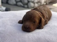 Crystal, a female Poodle - Toy  and Poodle - Miniature  for sale in Anaheim, CA – 4 of 5