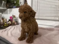 Melo, a male Poodle - Toy  and Poodle - Miniature  for sale in Anaheim, CA – 3 of 8