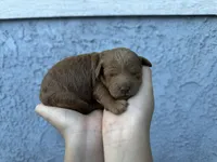 Yera, a female Poodle - Miniature  for sale in Anaheim, CA – 3 of 5