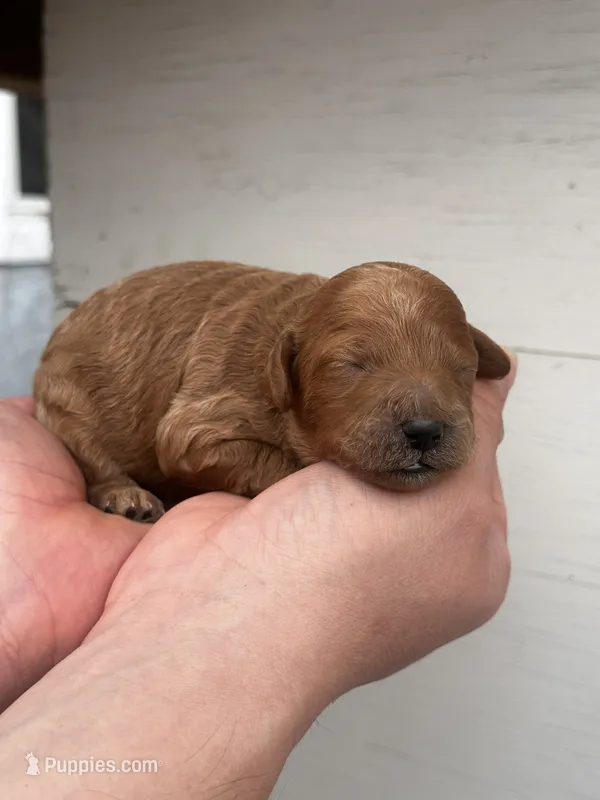 Melo – Poodle - Toy , Poodle - Miniature  puppy for sale in Anaheim, CA