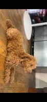Melo, a male Poodle - Toy  and Poodle - Miniature  for sale in Anaheim, CA – 5 of 5