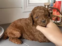Crystal, a female Poodle - Toy  and Poodle - Miniature  for sale in Anaheim, CA – 4 of 6