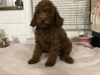Chuzz, a female Poodle - Toy  and Poodle - Miniature  for sale in Anaheim, CA – 7 of 7