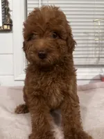 Melo, a male Poodle - Toy  and Poodle - Miniature  for sale in Anaheim, CA – 5 of 8