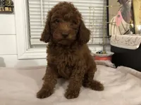 Chuzz, a female Poodle - Toy  and Poodle - Miniature  for sale in Anaheim, CA – 2 of 7