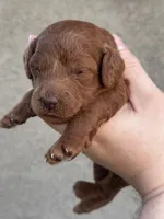 Chuzz, a female Poodle - Toy  and Poodle - Miniature  for sale in Anaheim, CA – 2 of 6