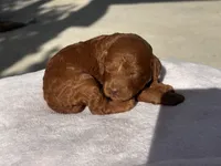 Chuzz, a female Poodle - Toy  and Poodle - Miniature  for sale in Anaheim, CA – 6 of 6