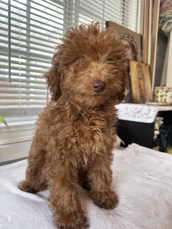 King – Poodle - Toy , Poodle - Miniature  puppy for sale in Anaheim, CA