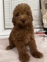 Melo, a male Poodle - Toy  and Poodle - Miniature  for sale in Anaheim, CA – 2 of 8