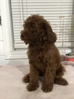 Chuzz, a female Poodle - Toy  and Poodle - Miniature  for sale in Anaheim, CA – 3 of 6