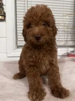 Melo, a male Poodle - Toy  and Poodle - Miniature  for sale in Anaheim, CA – 6 of 8