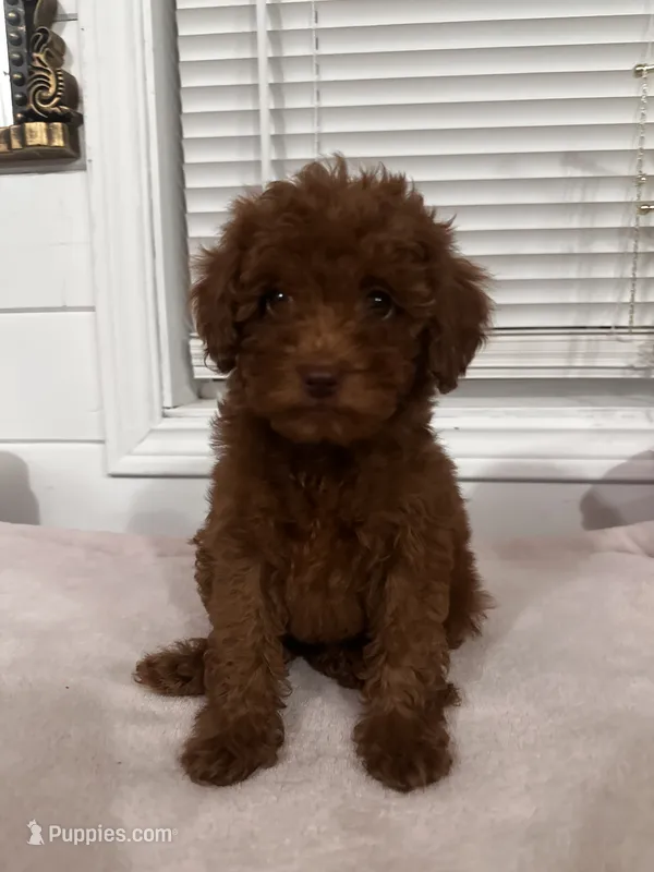 Crystal – Poodle - Toy , Poodle - Miniature  puppy for sale in Anaheim, CA