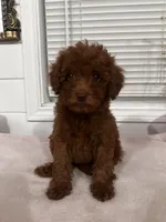 Crystal, a female Poodle - Toy  and Poodle - Miniature  for sale in Anaheim, CA – 1 of 8