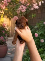 Crystal, a female Poodle - Toy  and Poodle - Miniature  for sale in Anaheim, CA – 1 of 5