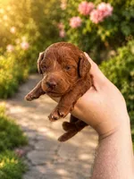 Chuzz, a female Poodle - Toy  and Poodle - Miniature  for sale in Anaheim, CA – 1 of 6