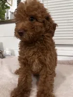 Melo, a male Poodle - Toy  and Poodle - Miniature  for sale in Anaheim, CA – 8 of 8