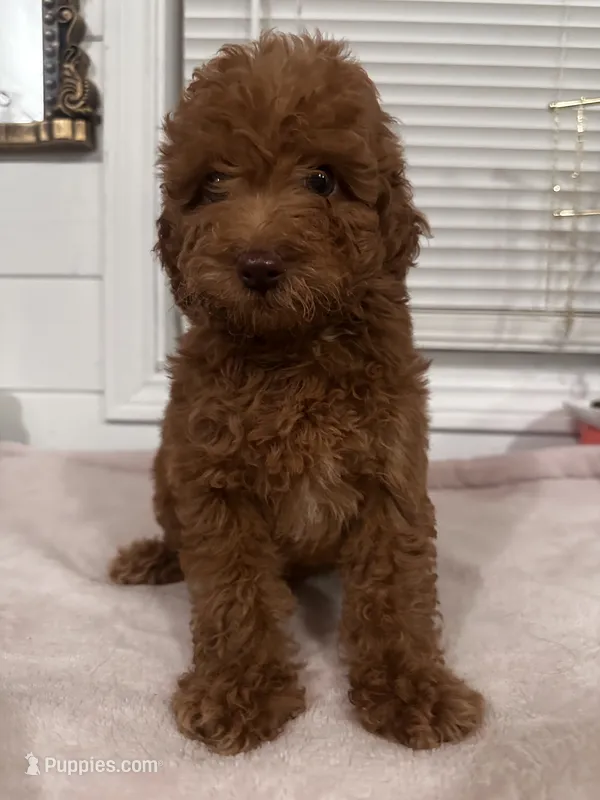Melo – Poodle - Toy , Poodle - Miniature  puppy for sale in Anaheim, CA