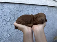 Chuzz, a female Poodle - Miniature  for sale in Anaheim, CA – 6 of 7