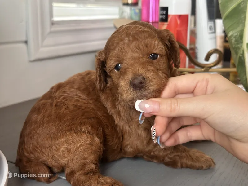 Dano – Poodle - Toy , Poodle - Miniature  puppy for sale in Anaheim, CA