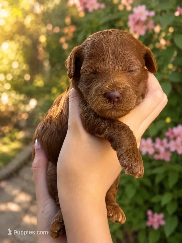 Dano – Poodle - Toy , Poodle - Miniature  puppy for sale in Anaheim, CA