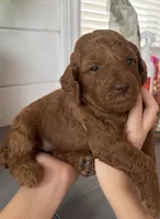 Kiwi, a female Poodle - Toy  and Poodle - Miniature  for sale in Anaheim, CA – 2 of 4