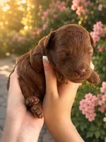 Yera, a female Poodle - Toy  and Poodle - Miniature  for sale in Anaheim, CA – 1 of 5