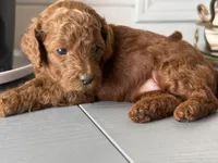 Crystal, a female Poodle - Toy  and Poodle - Miniature  for sale in Anaheim, CA – 1 of 6