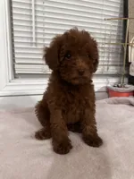 Crystal, a female Poodle - Toy  and Poodle - Miniature  for sale in Anaheim, CA – 5 of 8