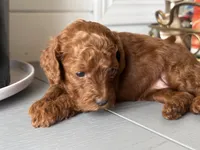 Crystal, a female Poodle - Toy  and Poodle - Miniature  for sale in Anaheim, CA – 5 of 6