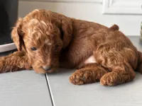 Crystal, a female Poodle - Toy  and Poodle - Miniature  for sale in Anaheim, CA – 2 of 6