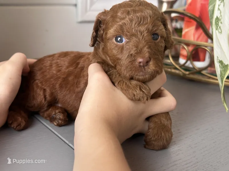 Yera – Poodle - Toy , Poodle - Miniature  puppy for sale in Anaheim, CA