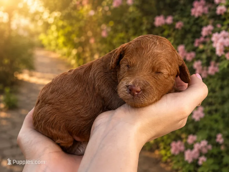 Melo – Poodle - Toy , Poodle - Miniature  puppy for sale in Anaheim, CA