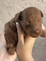 Yera, a female Poodle - Toy  and Poodle - Miniature  for sale in Anaheim, CA – 4 of 5