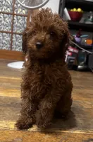 Crystal, a female Poodle - Toy  and Poodle - Miniature  for sale in Anaheim, CA – 6 of 8