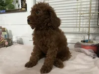 Chuzz, a female Poodle - Toy  and Poodle - Miniature  for sale in Anaheim, CA – 4 of 7
