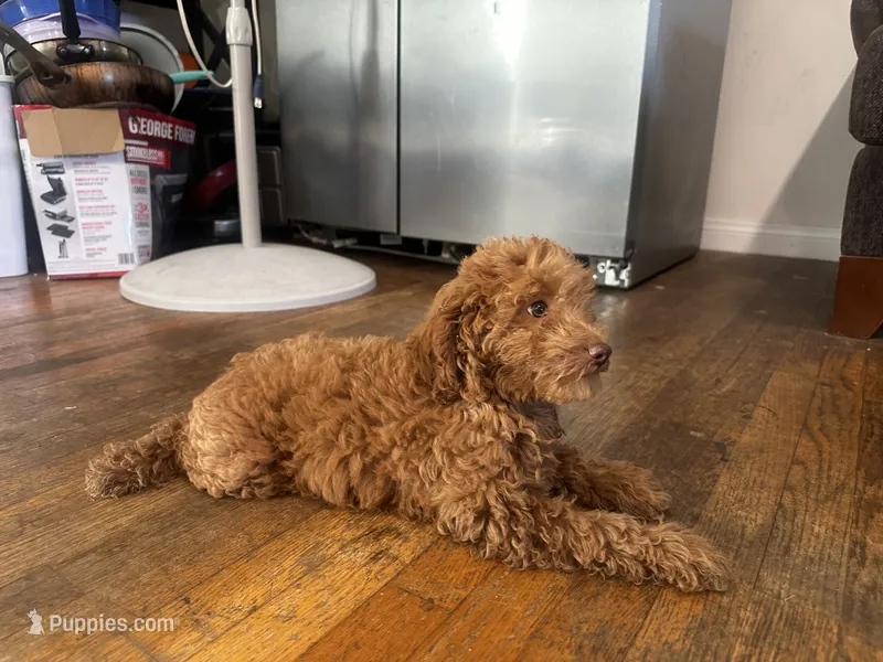 Melo – Poodle - Toy , Poodle - Miniature  puppy for sale in Anaheim, CA