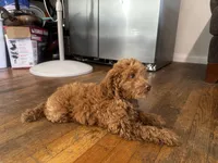 Melo, a male Poodle - Toy  and Poodle - Miniature  for sale in Anaheim, CA – 1 of 5