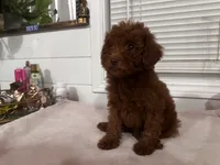 Crystal, a female Poodle - Toy  and Poodle - Miniature  for sale in Anaheim, CA – 6 of 8